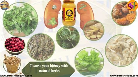 Herbs For Kidney Health