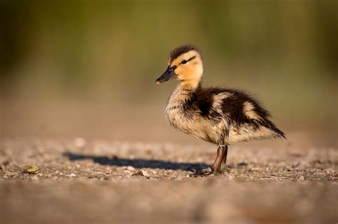 Close Up Of A Baby Duck Hd Wallpaper Background Image 2048x1365