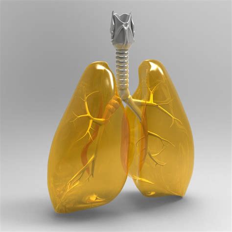 Human Lungs 3d Model