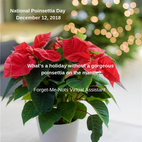 National Poinsettia Day December 12 2018 Whats A Holiday Party