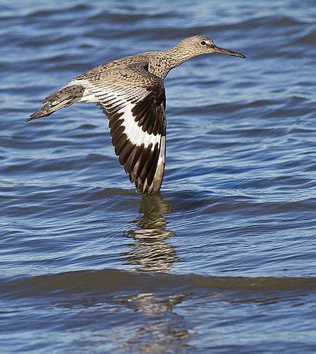 Willet Shorebirds Waders Species