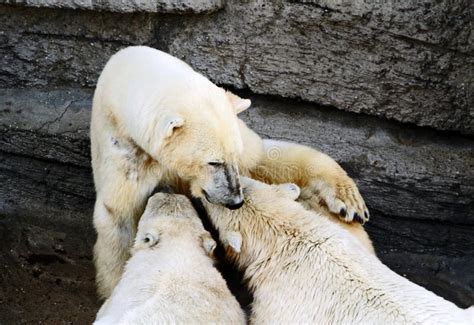 Polar Bear Cubs Feeding Stock Image Image Of Gorging 17170153