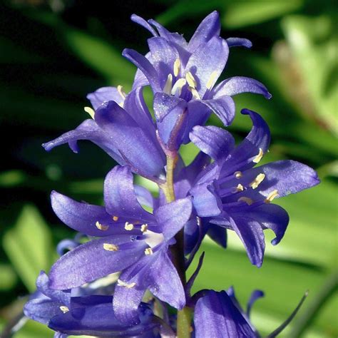 Chilly Blue Common Bluebell Hyacinthoides Non Scripta H Flickr