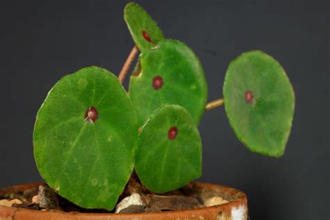 Begonia Conchifolia „rubrimacula