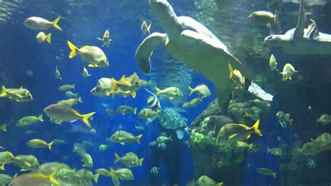 Turtle Reef Aquarium Seaworld San Diego Youtube