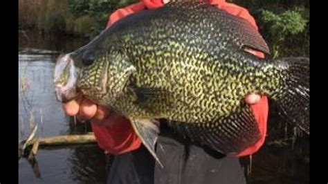 Lake Chabot California Crappie Fishing Top 5 Baits Everything You Need