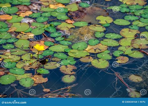 Wild Pond Surface Overgrown With Fringed Water Lily Nymphoides Peltata