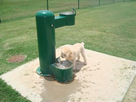 Dog Human Water Fountain