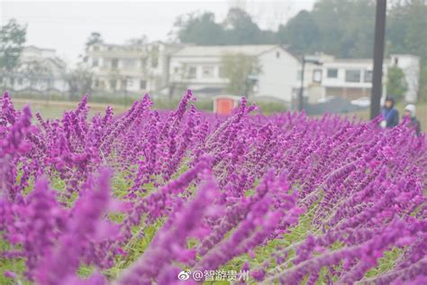 安顺旧州山里江南景区的紫色花海，美！你们认识这是什么花吗？