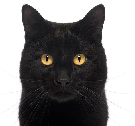 Brilliantly Interesting Personality Traits Of Bombay Cats Cat Appy