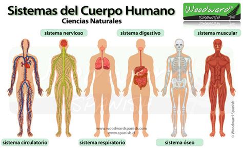 Los Sistemas Del Cuerpo Humano Mind Map Images And Photos Finder