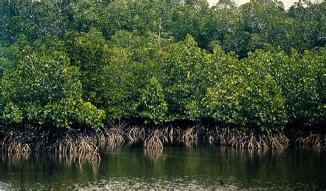 The Importance Of Mangroves Iwitness News