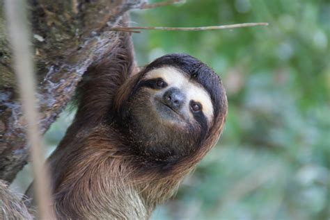 Sloth Wallpapers High Quality Download Free