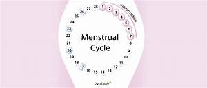 Menstrual Cycle Chart