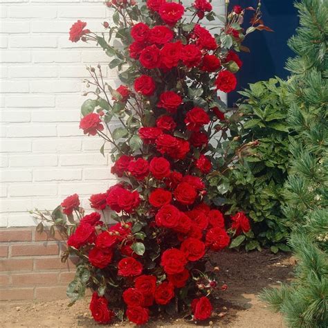 Large 6 7ft Specimen Climbing Red Rose Musimara Climbing Roses