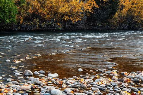 Boise River In Boise Idaho Usa In Autumn Photograph By Vishwanath Bhat