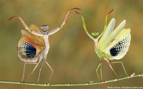 Interesting Facts About Praying Mantises Just Fun Facts