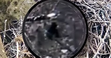 Bigfoot Sighting Michigan Webcam Spied Sasquatch Some Say Time