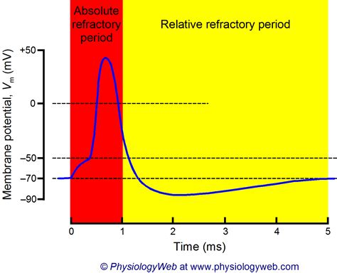 Absolute And Relative Refractory Periods Of Neurons Physiologyweb
