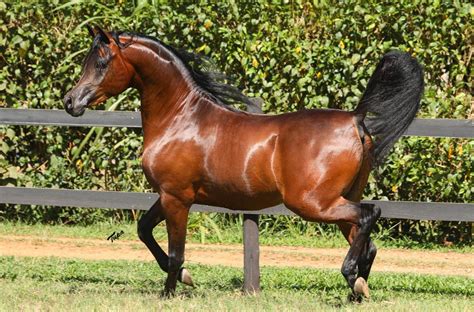 Rfi Giuliano No Leil O Virtual Do Cavalo Rabe Brasil Haras Santo Ant Nio