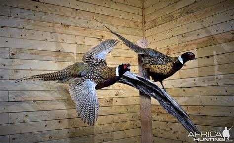 Pair Of Pheasant Full Mount Taxidermy