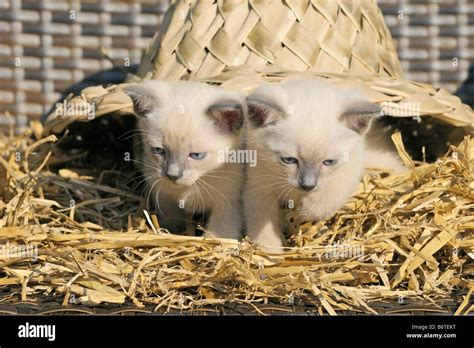 Siamese Cats Hi Res Stock Photography And Images Alamy