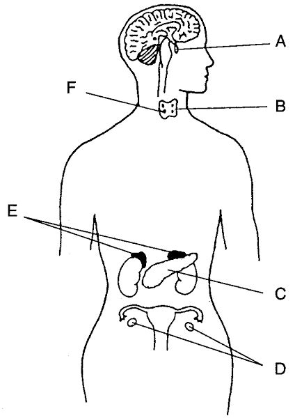 Endocrine System Unlabeled Diagram Modernheal Com Sexiz Pix
