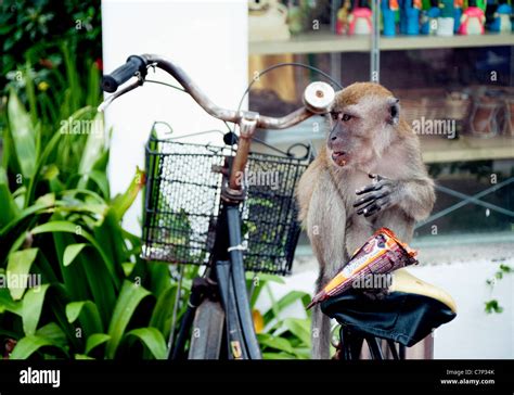 A Monkey Steals An Ice Cream From A Tourist At The Batu Caves On The