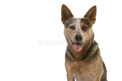 Portrait Of A Smiling Australian Cattle Dog Looking Straight Int Stock