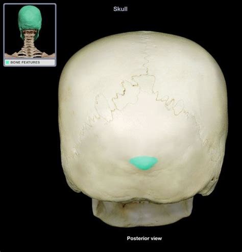 Skull Anatomy Occipital Bones Markings Flashcards Quizlet
