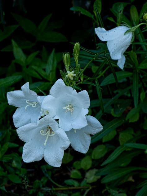 Plant with little white bell flowers. More beautiful white bell-shaped flowers in the Oregon ...
