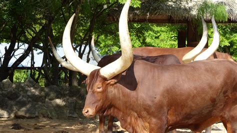Magnificent Ankole Cows Uganda Cultural Safaris Laba African