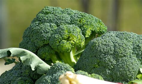 Free Images Food Green Produce Market Broccoli Vegetables