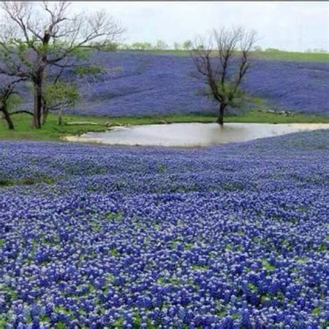 Purple flowers in texas hill country. Purple flowers everywhere! | Texas landscaping, Texas ...