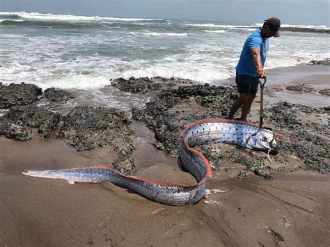 Giant Oarfish What Is The Biggest Oarfish Ever Recorded Seafish