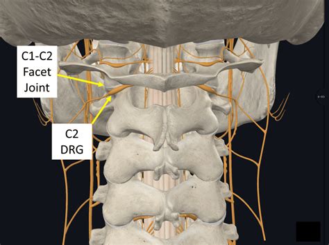 How Does The Body Stabilize The C1 C2 Joint The Role Of The Alar