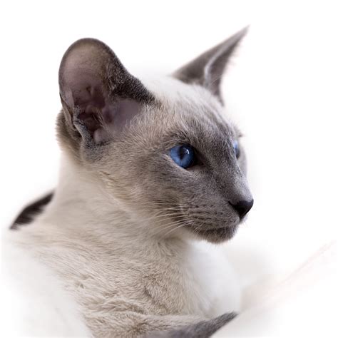 Beautiful Siamese Kitten