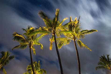 Free Stock Photo Of Palm Trees And Night Sky Download Free Images And