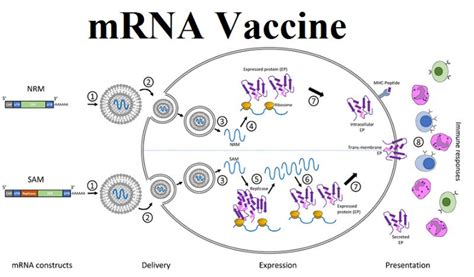The mrna — or messenger rna — is what tells the body to manufacture the spike protein. Robust Growth Visible for mRNA Vaccine Market 2020-2025