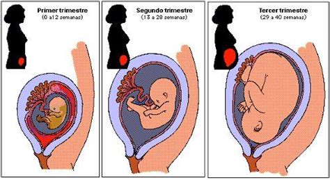 Image Result For Cual Es La Matriz De La Mujer Trimesters Of Pregnancy