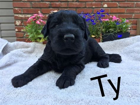 Giant Schnauzer Puppies For Sale Harrisonville Mo 214719