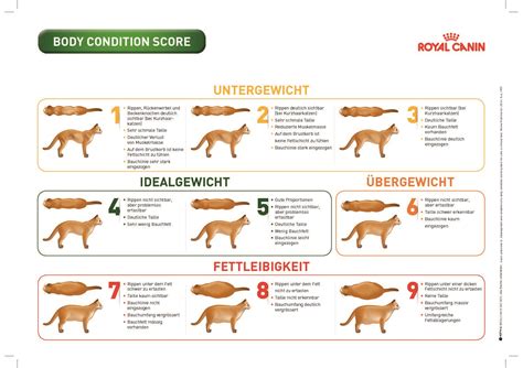 What is your cat body condition score? Haustier mit Übergewicht - animal-visite.de