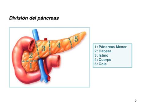 Sistema Endocrino Glandula Pancreas On Emaze