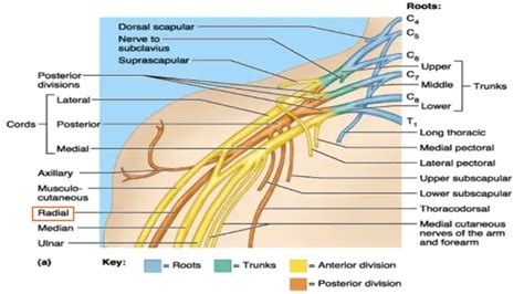 Pinched Nerve In Shoulder Blade A Quick Guide