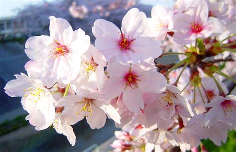 Cherry Blossoms Japan 3 Free Photo Download Freeimages