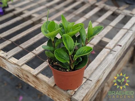 Buy Peperomia Obtusifolia Green Variegated Online Free