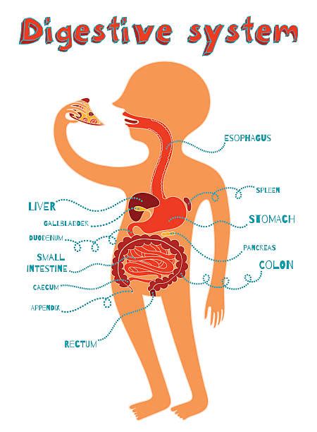 Maybe you would like to learn more about one of these? Animal Digestive System Illustrations, Royalty-Free Vector ...