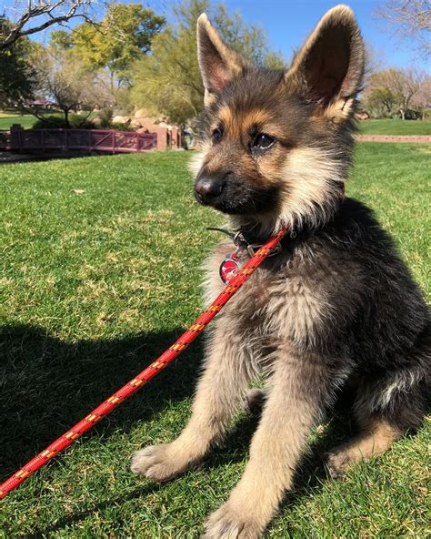 4 Year Old German Shepherd With Rare Form Of Dwarfism Will Look Like A