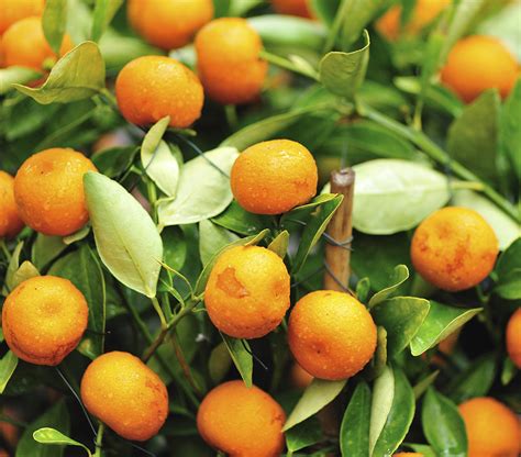 Transplanting Mandarin Trees Daltons