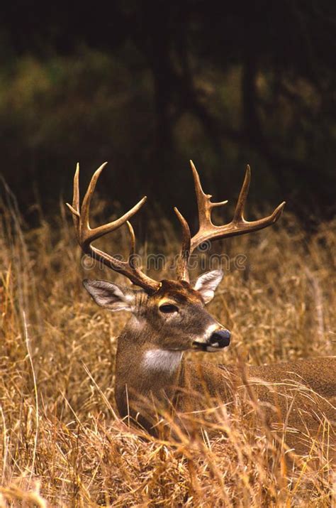 Whitetail Buck In Tall Grass Stock Image Image Of Buck Nature